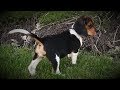 Skyview's Beagles  15 Week Old Lexie Giveing Lessons To The Big Girls