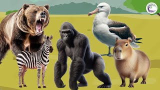 Love The Life Of Cute Animals Around Us: Bear, Zebra, Gorilla, Capybara, Seagull