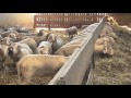 Sheep and Goats in Austria - Spanish