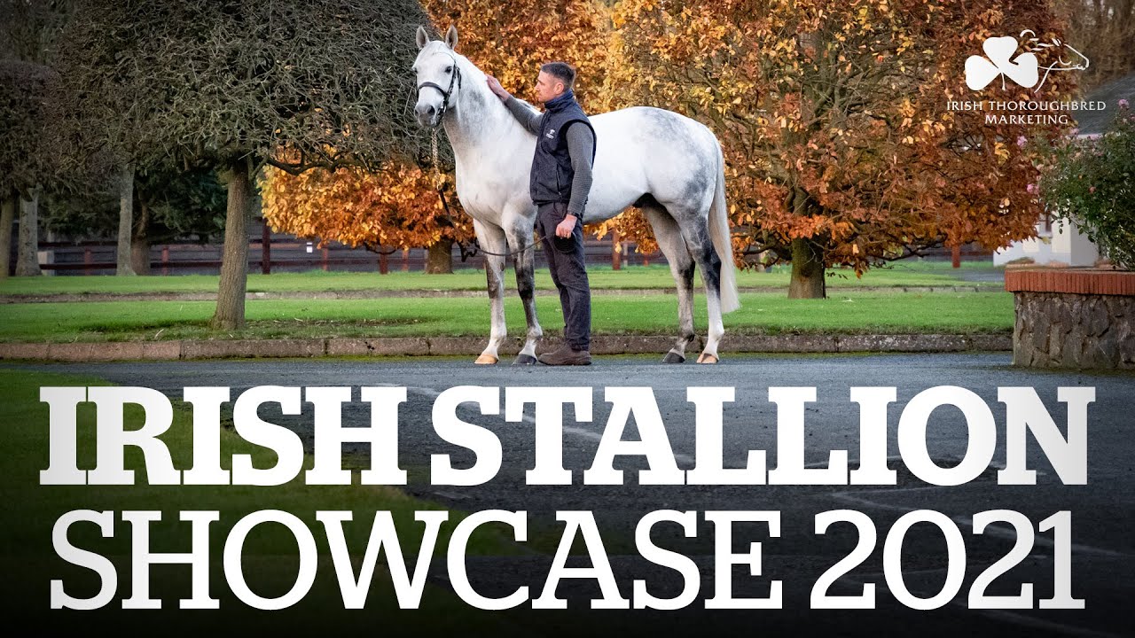 Irish Stallion Showcase 2021 A Virtual Tour of Irish Stallion Farms