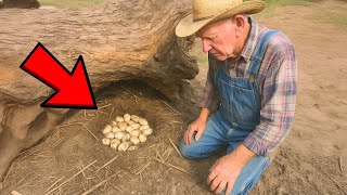 Full Story Farmer Found Eggs In Field, When They Hatched He Shut Down His Entire Farm