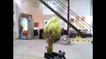 3D Scanning an Artichoke Using 123D Catch # Attempt 1