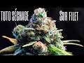 Tuto schage pour du cannabis