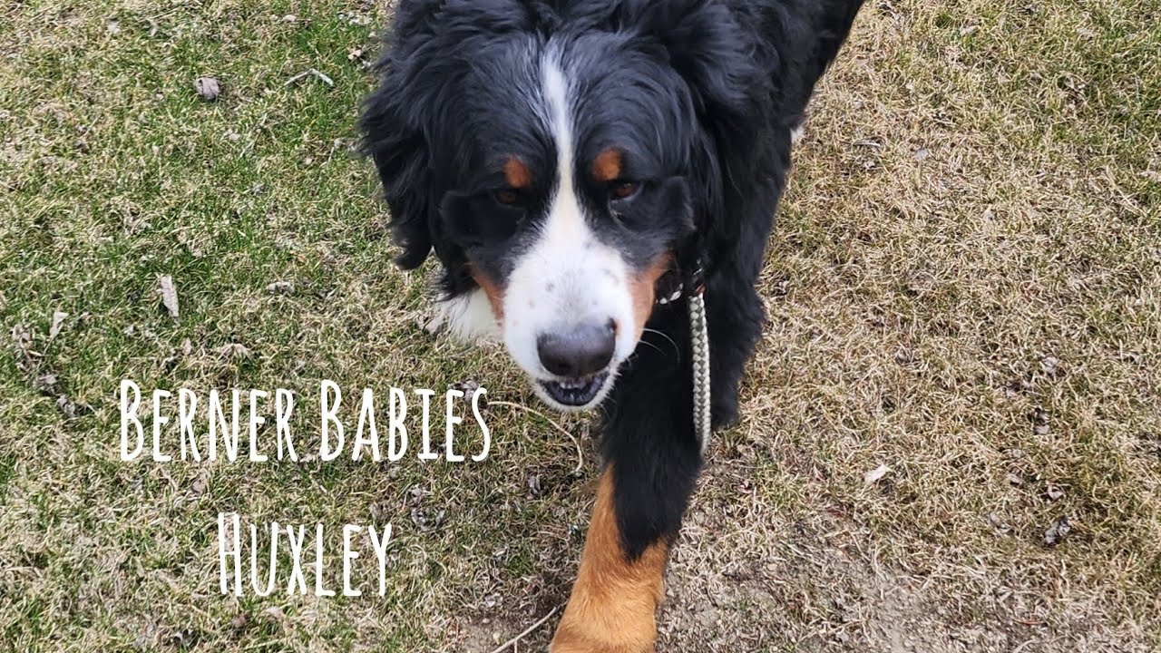 Berner Babies Huxley YouTube