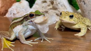 Jealousy is not love, but self-love. [Story of frogs and toads🐸]