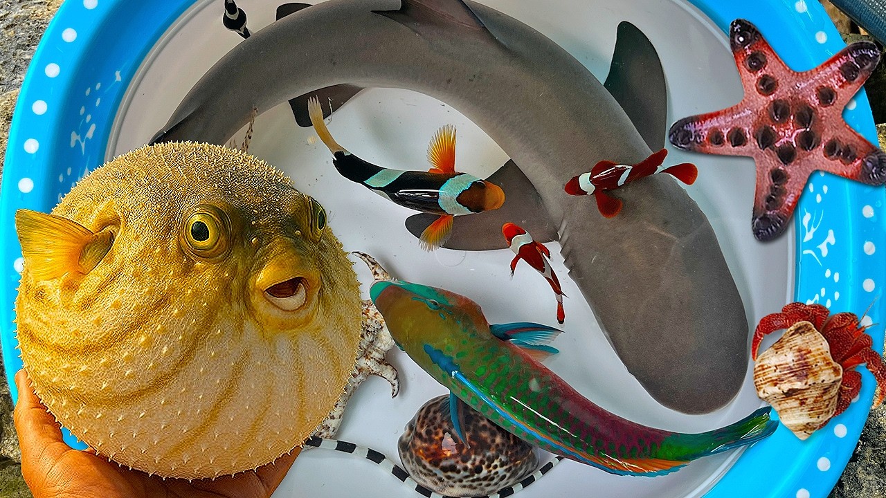 Tangkap ikan buntal dan kerang, belut, kepiting, ikan hias, ikan laut, ikan hiu, ikan warna warni