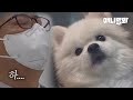 멀쩡히 살아있는데 사망 신고가 된 강아지 '만두' 이야기ㅣ'Mandoo’ The Dog Who Was Abandoned With Injured Head And Body