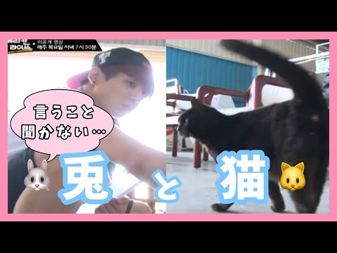 【BTS日本語字幕】猫相手に決闘を申し込む少年ジョングク（アメリカンハッスルライフ）