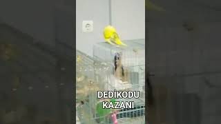  Şfet Şfetbeniöneçıkar Şlar Şfetacil