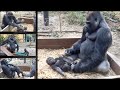 誘拐を阻止❗️息子の足を掴んで離さない母ゲンキ⭐️ゴリラ Gorilla【京都市動物園】Kidnapping prevention! Genki who grabs Kintaro's legs .