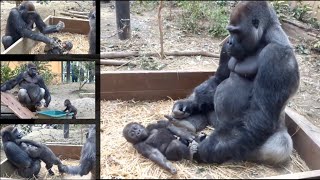Gorilla⭐️Kidnapping prevention! Genki who grabs Kintaro's legs and does not let go.【Momotaro family】