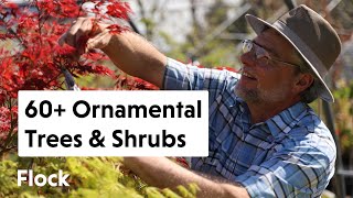 60+ Rare ORNAMENTAL TREES & SHRUBS Tour with Coldwater Pond Nursery - Ep. 095