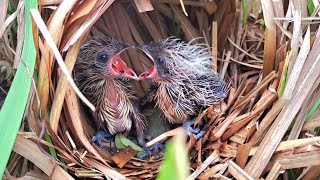 ANAK BURUNG BUBUT RIBUT DI DALAM SARANG SAMPAI JATUH