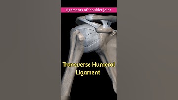 The Ligament of the Shoulder Joint: You Need To Know