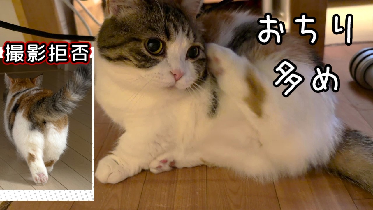 あほねこ 猫あるある】撮ろうとすると静かになる… - YouTube