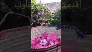 كلمات عن الصباح