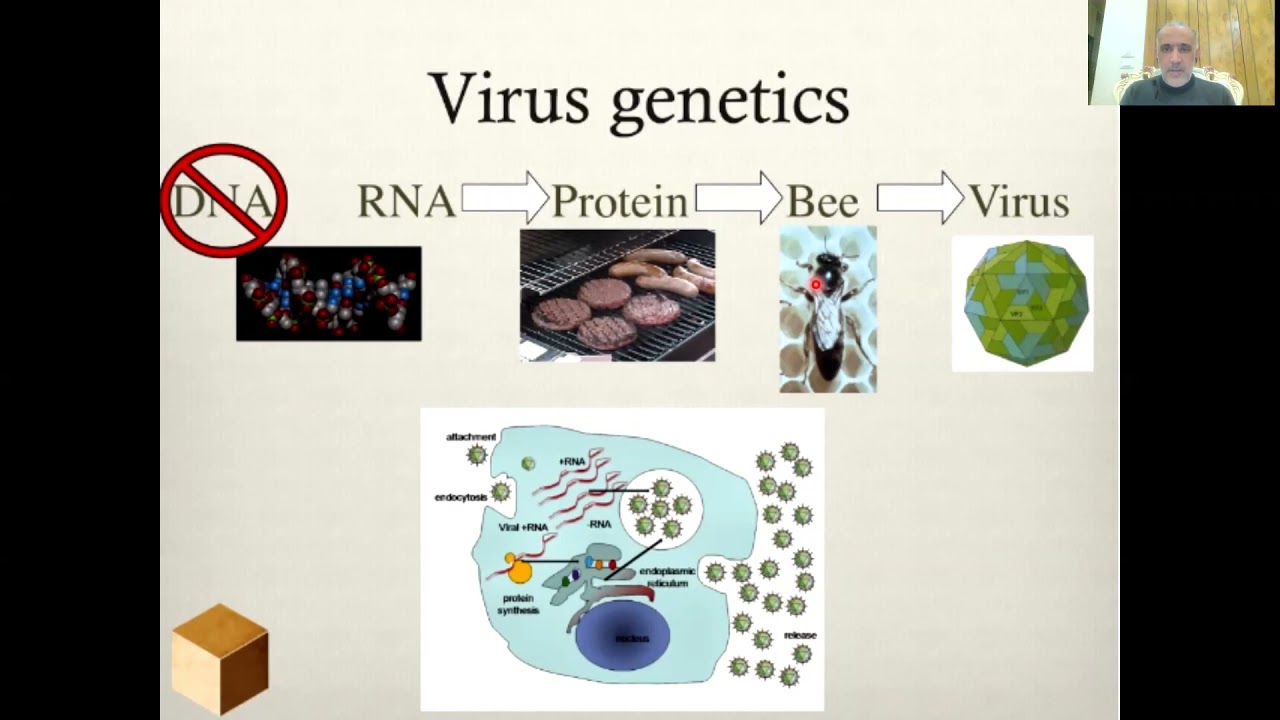 اضاءة: فيروسات النحل (ح1)