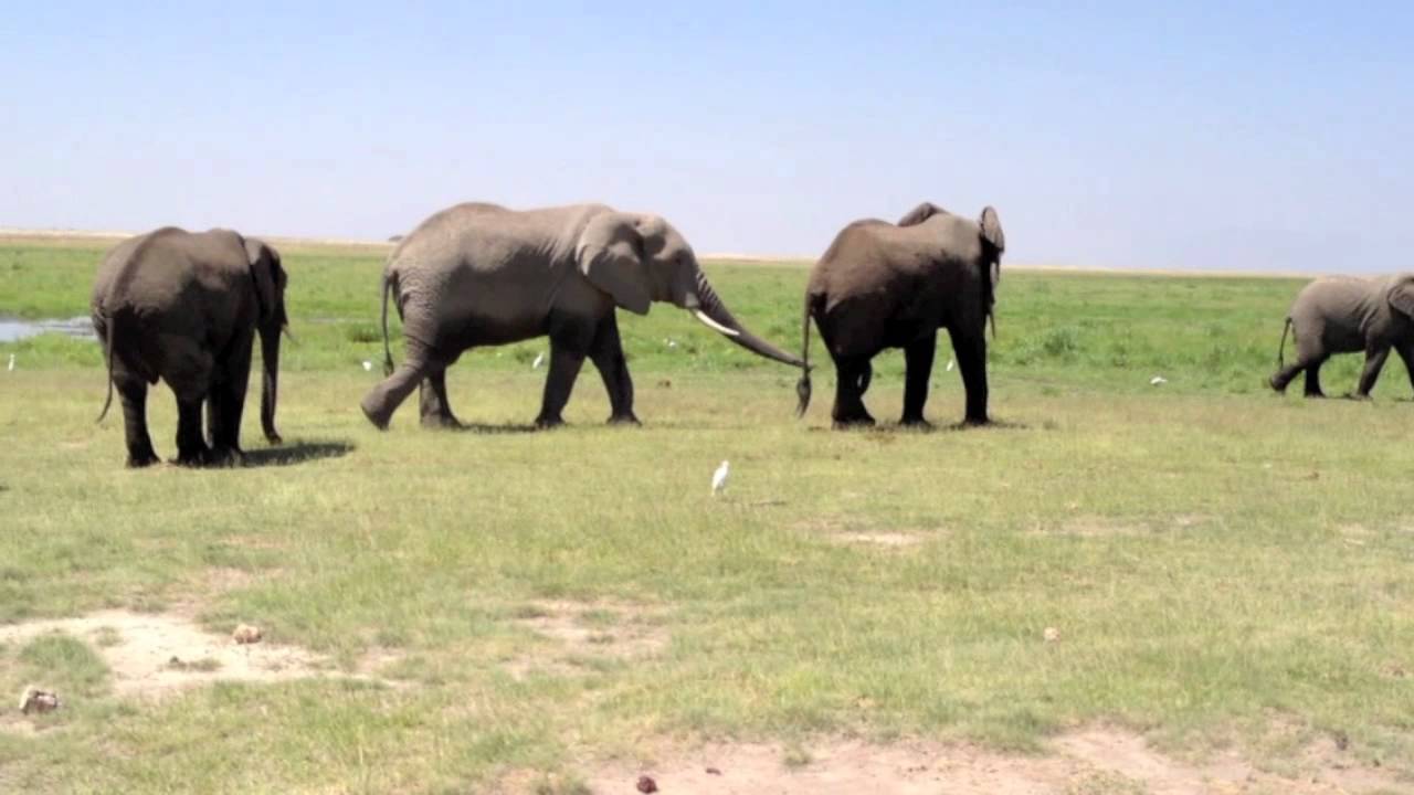 Elephant getting a trunk job! YouTube