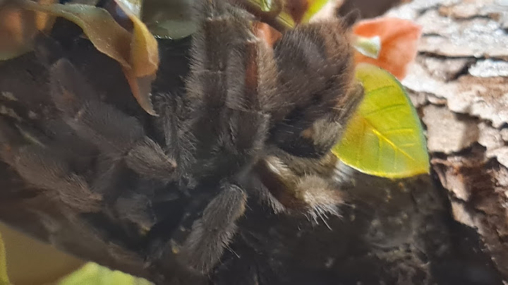 Vogelspinnen *Tarantulas* Wenn Dich der Hunger packt schnapp Dir ne Grille🕷🦗😁