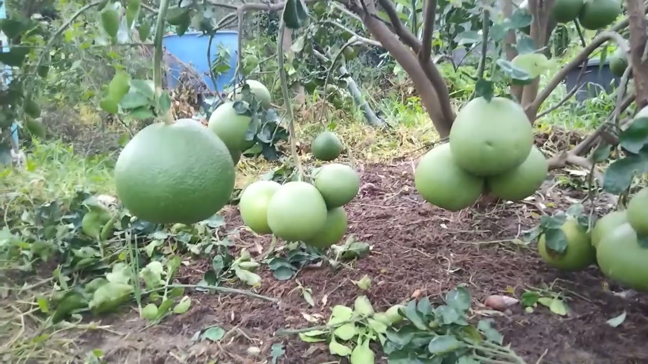 ถางหญ้าส้มโอเสร็จแล้วค่ะ