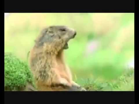 Βίντεο: Γιατί οι σκίουροι σκάβουν τρύπες στα δέντρα - Αποτρέποντας τους σκίουρους να κάνουν τρύπες στα δέντρα