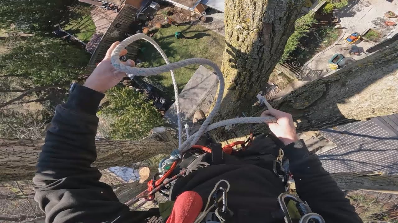 Behind the scenes: climbing and rigging, big elm - YouTube