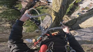 Behind the scenes: climbing and rigging, big elm
