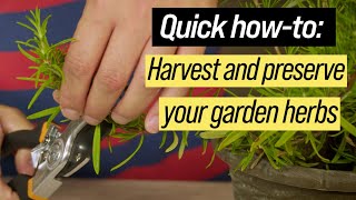 Harvesting preserving herbs Year-Round Gardening