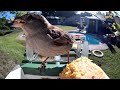 "Tiny Bird Goes Crazy for New Peanut Suet Feeder! 🐦 Pure Nature Sounds"