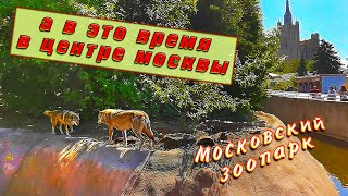 Московский зоопарк 2023🦁Яркие впечатления дня🐼🐻🐯