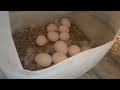 Folluktan yumurta toplamaya devam 26 08 2022