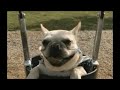 Jumping piglet with apple in hand piglet jumping off sofa cat hanging table swinging up dog bulld