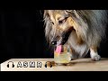 ASMR Dog eating and drinking Sounds 🐶Raw food Diet #105 No talking Eating Show