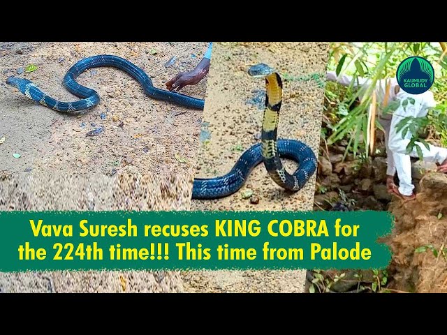 Rescuer or tormentor? Social media furiously debates snake catcher Vava  Suresh