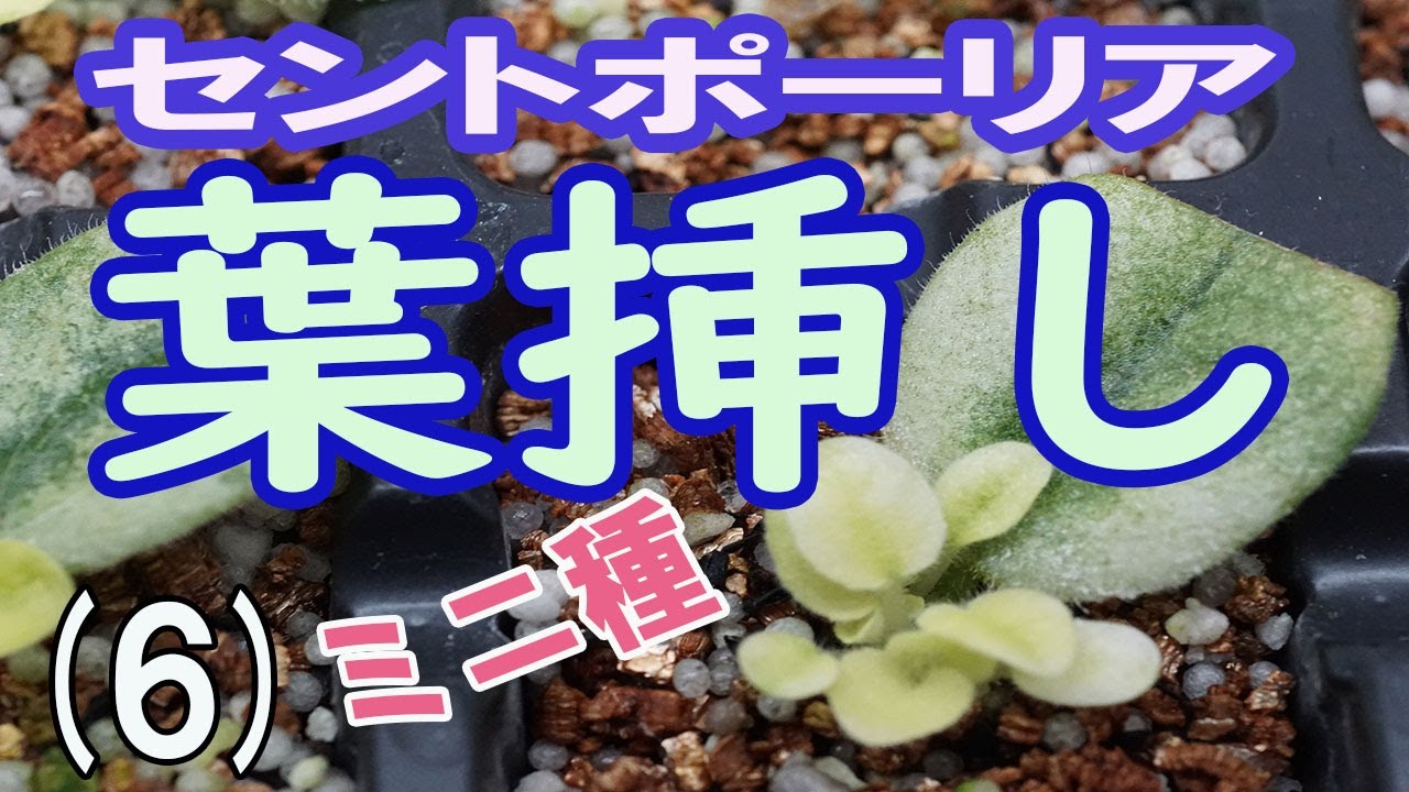 セントポーリアの葉挿し（6）ミニ種の新芽を分離して植え付けます