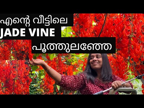 Video: Red Jade Vine Care - Red Jade VinesRed Nasıl Yetiştirileceğini Öğrenin