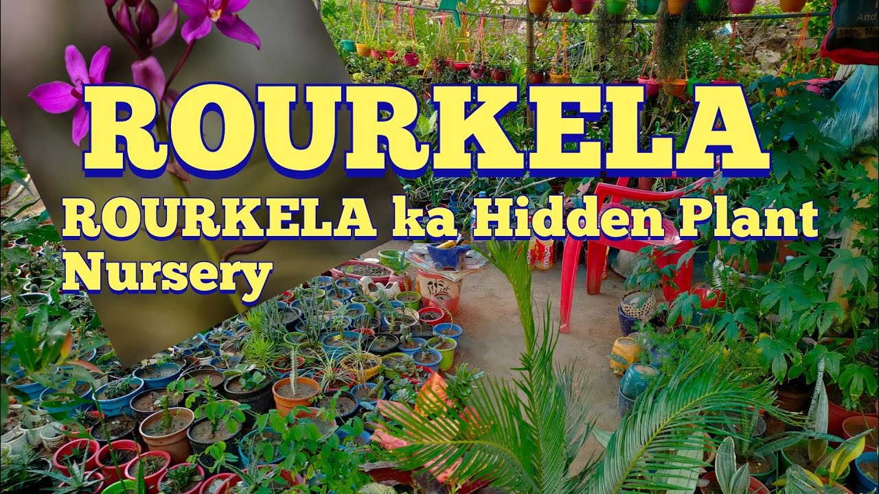 Rourkela ka...Hidden Plant Nursery Bohoth achay achay plants mil