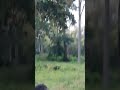 Tiger Hunts Wild Boar at Kabini π
