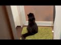 お風呂で喧嘩する姉妹を仲裁しようとする猫 ラガマフィン