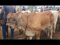 QUE COMPRAR GADO BOM NA FEIRA DE ANIMAIS DE TABIRA TEM