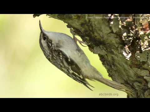 Brown Creeper Song