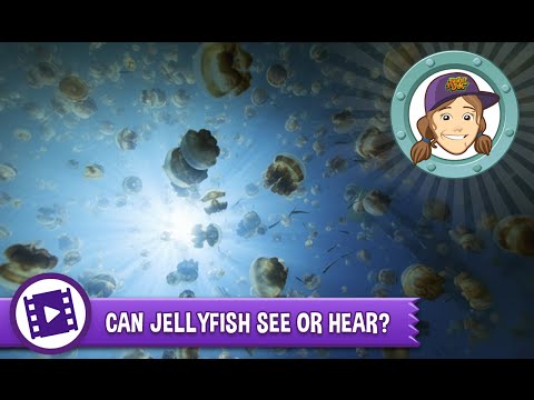 Animal Jam - Ask Tierney: Can jellyfish see or hear?