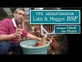 Tips Mendatangkan Maggot BSF bersih dengan Yakult dan Royco