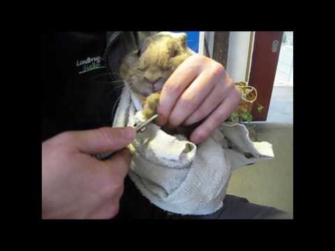 Video: Hvordan Man Klipper En Kanin