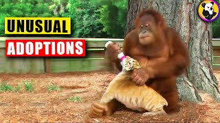 Unusual Animal Adoptions: When Animals Adopt another Species !