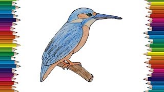 drawing draw bird easy kingfisher coloring beginners