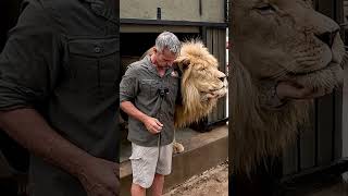 Scratching a Lion #wildlife #fun #cat