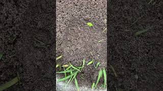 Vicious fire ants in #Florida can be dangerous #wildlife #bugs