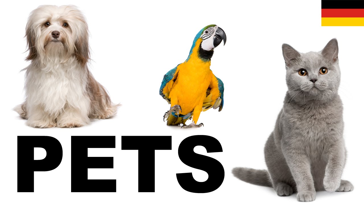 Английское слово pet. Карточки Pets. Английский для малышей my Pet. Pets на английском для детей. Надпись Pets.