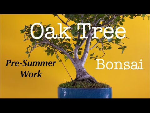 Vidéo: Live Oak Tree Facts - Conseils sur l'entretien des chênes vivants dans le paysage